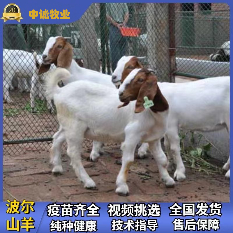 O1CN01PzN4RY2L7vEzSjGMy_!!2213294359646.jpg